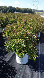 Live Plant from Green Promise Farms Florida Snippet 'Dark (Weigela) Shrub, 3-Size Container, Pink Flowers