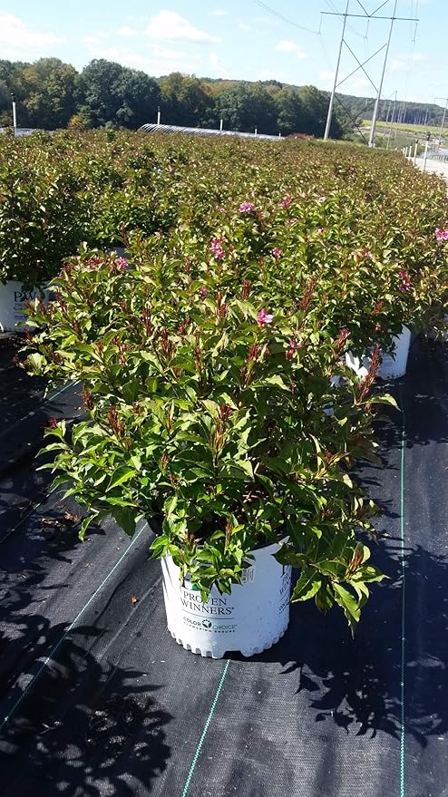 Live Plant from Green Promise Farms Florida Snippet 'Dark (Weigela) Shrub, 3-Size Container, Pink Flowers