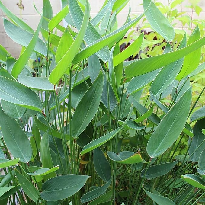 Chalily Hardy Canna, Shallow Water Plant, a Great Live Pond Plant for Your Water Garden. Filters The koi and Goldfish Pond. Good for Bogs, Plant Shelf or Shallow Water. A Real Beauty