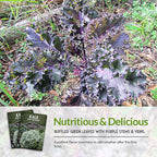 Red Russian Kale Seeds for Planting – Heirloom Red Kale – Cold Hardy for Fall & Spring Gardens – Edible, Frilly Blue-Green Leaves, Purple Stems - Survival Garden Seeds (1 Pack)