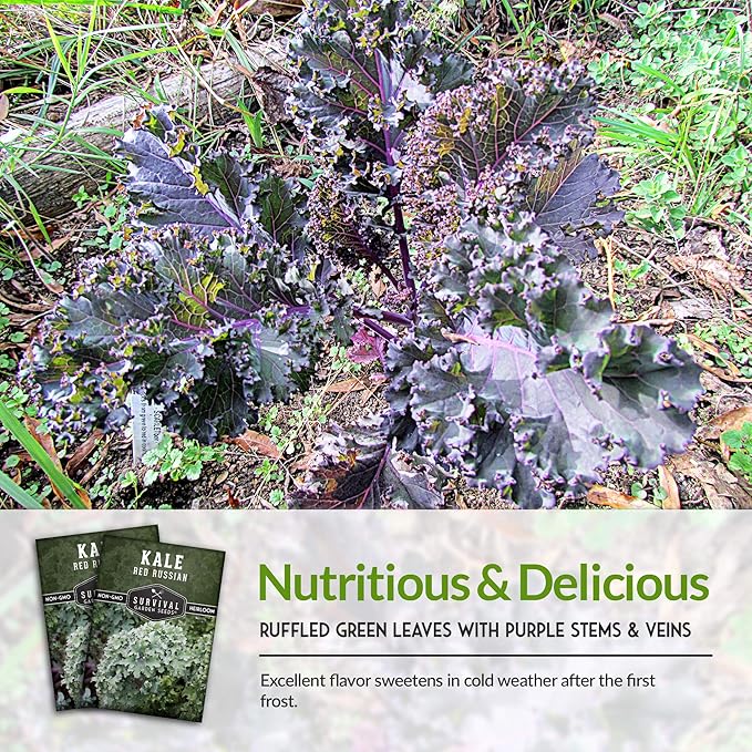 Red Russian Kale Seeds for Planting – Heirloom Red Kale – Cold Hardy for Fall & Spring Gardens – Edible, Frilly Blue-Green Leaves, Purple Stems - Survival Garden Seeds (2 Packs)