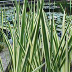 Chalily Variegated Sweet Flag, a Great Live Pond Plant for Your Water Garden. Filters koi and Goldfish Ponds. Good for Bogs, Plant Shelf or Shallow Water This marginal Aquatic is a Real Beauty