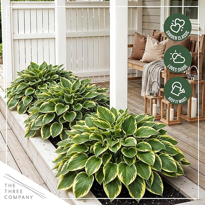 Live Perennial Hosta - Queen Josephine (3 Plants Per Pack) Beautiful Accent Plant, 10" Tall by 4" Wide in 1 Qt Pot