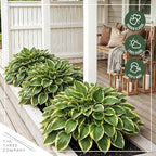 Live Perennial Hosta - Queen Josephine (3 Plants Per Pack) Beautiful Accent Plant, 10" Tall by 4" Wide in 1 Qt Pot
