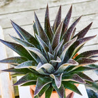 Thunderbird Mangave, Live Plant in 3" Grower Pot, Easy Care, Houseplant,
