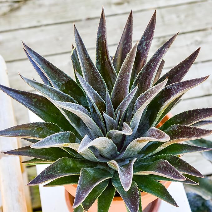 Thunderbird Mangave, Live Plant in 3" Grower Pot, Easy Care, Houseplant,
