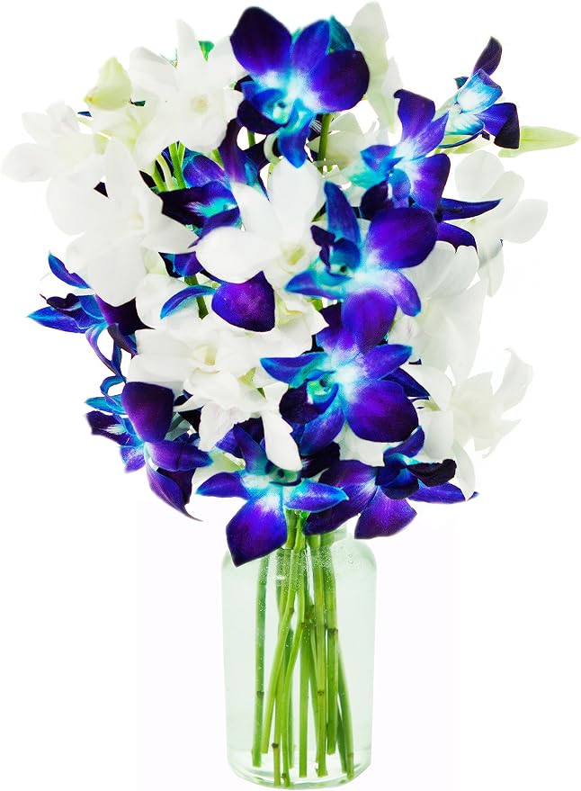 KaBloom - 5 Blue Dendrobium Orchids & 5 White Dendrobium Orchids with Free Vase - Fresh Flowers for Birthday, Valentine's & Mother's Day