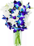 KaBloom - 5 Blue Dendrobium Orchids & 5 White Dendrobium Orchids with Free Vase - Fresh Flowers for Birthday, Valentine's & Mother's Day