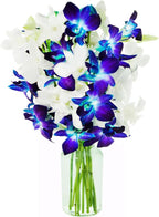 KaBloom - 5 Blue Dendrobium Orchids & 5 White Dendrobium Orchids with Free Vase - Fresh Flowers for Birthday, Valentine's & Mother's Day
