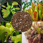 Soil Sunrise Carnivorous Plant Potting Soil Mix (1 Quart) Ideal Additive for Venus Fly Traps, Sundews, and Pitcher Plants