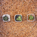 3lb Cactus Pea Gravel Rocks,1/5 Inch Pebbles for Indoor Plants, Natural Succulent Rock and River Rocks Decorative for Aquariums, Vases, Terrarium, Outdoor Gardening, Top Dressing for Potted Plants