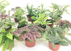 Mini Terrarium Plants (6 Plants) (2" Pots) Fairy Garden Plants Assorted Varieties