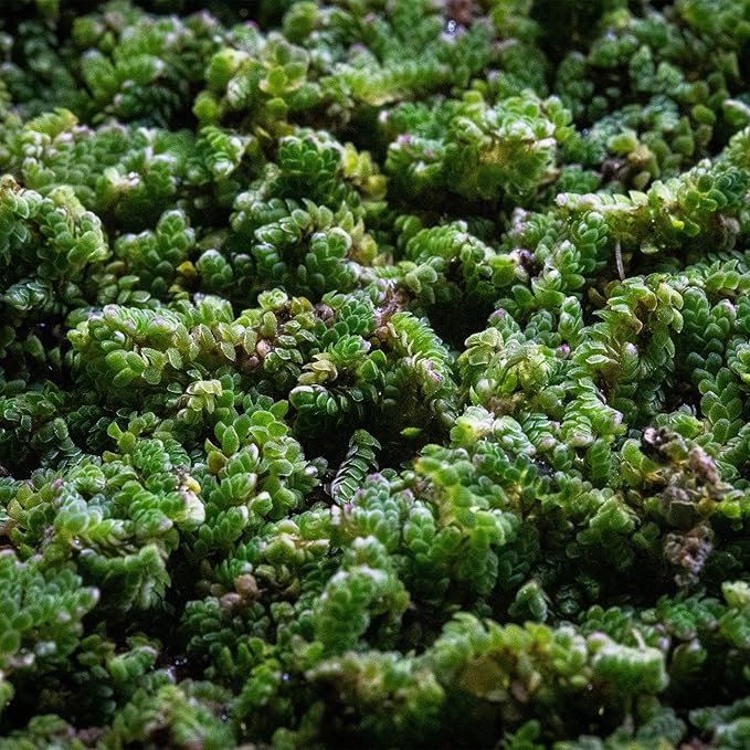 SubstrateSource Live Plants - Azolla Caroliniana, Mosquito Fern, Floating Aquarium Plant, Green Floating Plant for Freshwater Aquariums, Ponds - 1 Cup