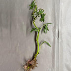 Chalily Sensitive Plant, a Great Live Pond Plant for Your Water Garden. Filters koi and Goldfish Ponds. Good for Bogs, Plant Shelf or Shallow Water This marginal Aquatic is a Real Beauty