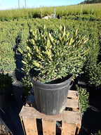 Buxus micro. jap. 'Green Gem' (Boxwood) Evergreen, #3 - Size Container