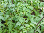 Sunsugar Tomato Plant - Sweetest Tomato in The World! - 2.5" Pot