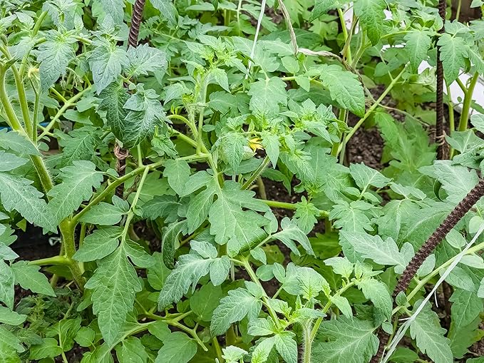 Sunsugar Tomato Plant - Sweetest Tomato in The World! - 2.5" Pot