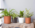D'vine Dev Terracotta Pots for Plants, 5.3 Inch 6.5 Inch 8.3 Inch, Round Cylinder Planter Pot with Drainage and Saucer, 40-T-B-0