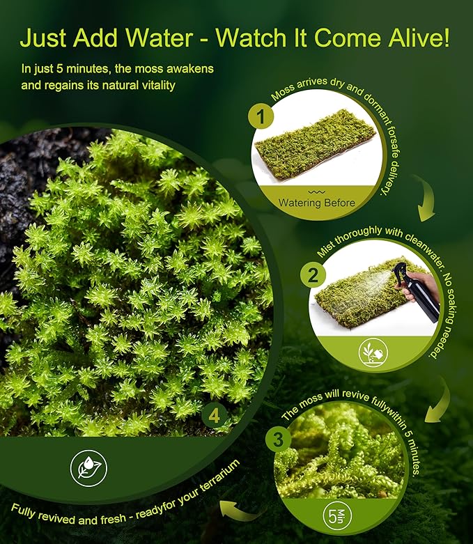 Real Live Moss – 4 Types Live Moss for Terrariums, Jumping Spider, Reptile Habitats & Mini Landscapes | Revives in 5 Minutes with Water Mist, Soft Green Texture, Easy to Grow (4-Pack, 3.5”x7”)