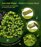 Real Live Moss – 4 Types Live Moss for Terrariums, Jumping Spider, Reptile Habitats & Mini Landscapes | Revives in 5 Minutes with Water Mist, Soft Green Texture, Easy to Grow (4-Pack, 3.5”x7”)
