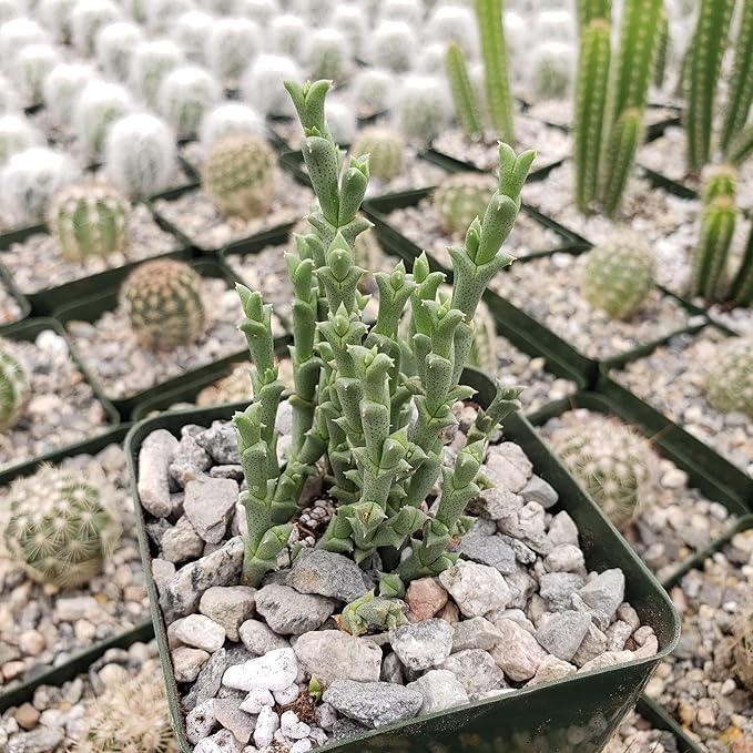Ruschia perfoliata Cacti Cactus Succulent Real Live Plant