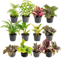 Costa Farms Mini Live Indoor Houseplants (12-Pack), Starter Plants in Nursery Pots, Assorted Foliage Mix (Varieties May Vary), Bulk Tiny Plants for DIY Terrariums, Party Favors, and Home Office Decor