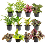 Costa Farms Mini Live Indoor Houseplants (12-Pack), Starter Plants in Nursery Pots, Assorted Foliage Mix (Varieties May Vary), Bulk Tiny Plants for DIY Terrariums, Party Favors, and Home Office Decor