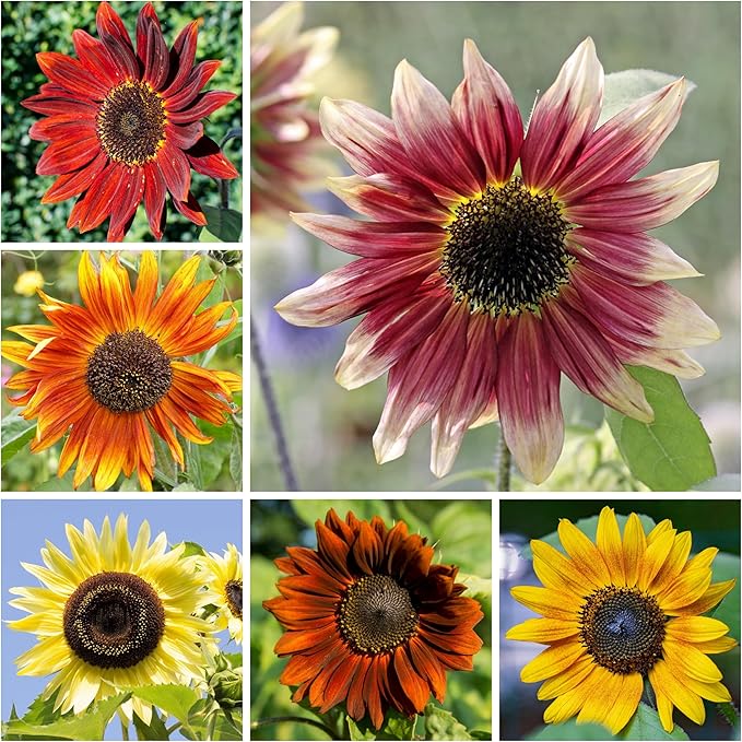 Seed Needs Crazy Sunflower Seeds for Planting Multicolor Sunflowers - Heirloom & Open Pollinated Flowers to Grow a Beautiful Outdoor Butterfly Garden (1 Pack)