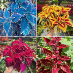 Mix Dwarf Coleus Seeds for Planting, 100pcs Perennial Colorful Coleus Flower Seeds Non-GMO Heirloom Rare Plants, Beauty Home Garden for Outdoors