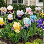Iris Seeds Flower Seed for Planting, 70+ Rare Mixed Iris Seeds, Perennial Flower Plants, Non-GMO Heirloom Plant Seed for Home Garden Outdoor