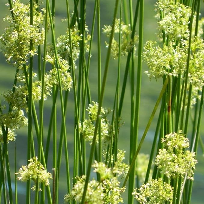 Chalily Soft Rush, a Great Live Pond Plant for Your Water Garden. Filters koi and Goldfish Ponds. Good for Bogs, Plant Shelf or Shallow Water This marginal Aquatic is a Real Beauty