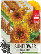 Seed Needs Sunflower Seeds for Planting Dwarf Teddy/Dwarf Sungold Sunflowers - Heirloom & Open Pollinated Flower Seed to Plant a Butterfly Garden (5 Packs)