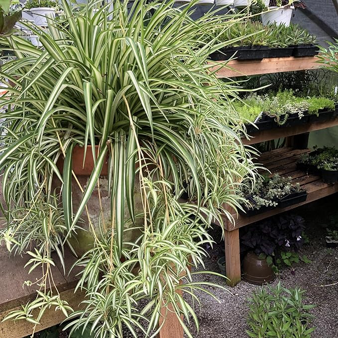 Organic Variegated Spider Plant (Chlorophytum cosmosum 'Variegatum') in 2.5-Inch Pot by Smoke Camp Crafts - Air-Purifying Live House Plant - Mala Madre, Airplane Plant - Green Edge