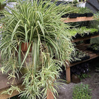 Organic Variegated Spider Plant (Chlorophytum cosmosum 'Variegatum') in 2.5-Inch Pot by Smoke Camp Crafts - Air-Purifying Live House Plant - Mala Madre, Airplane Plant - Green Edge