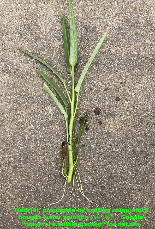 Bundle: Long Ping Tung Eggplant Seeds + Black Beauty Zucchini Seeds for Planting