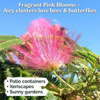 KVITER 50 Mimosa Silk Tree Seeds (Albizia Julibrissin) – Pink Flowering Trees, Fragrant Blooms & Pollinator Magnet, Non-GMO – Great Both as Bonsai Tree Seeds for Indoor Garden & Outdoor Landscape
