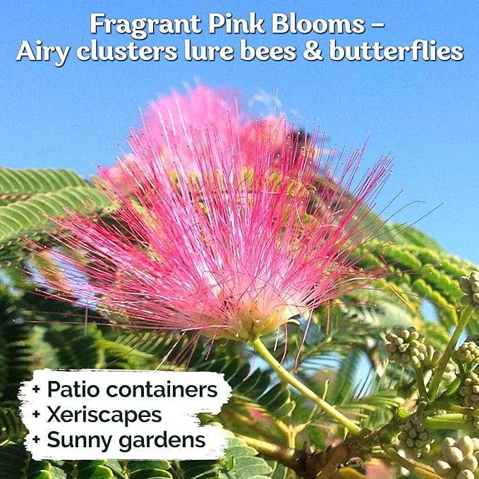 KVITER 50 Mimosa Silk Tree Seeds (Albizia Julibrissin) – Pink Flowering Trees, Fragrant Blooms & Pollinator Magnet, Non-GMO – Great Both as Bonsai Tree Seeds for Indoor Garden & Outdoor Landscape