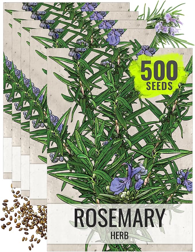 Seed Needs Rosemary Seeds for Planting - Non-GMO Heirloom & Untreated Perennial Herbs to Plant a Medicinal & Culinary Kitchen Garden Indoors or Outdoors (5 Packs)