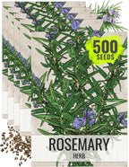 Seed Needs Rosemary Seeds for Planting - Non-GMO Heirloom & Untreated Perennial Herbs to Plant a Medicinal & Culinary Kitchen Garden Indoors or Outdoors (5 Packs)