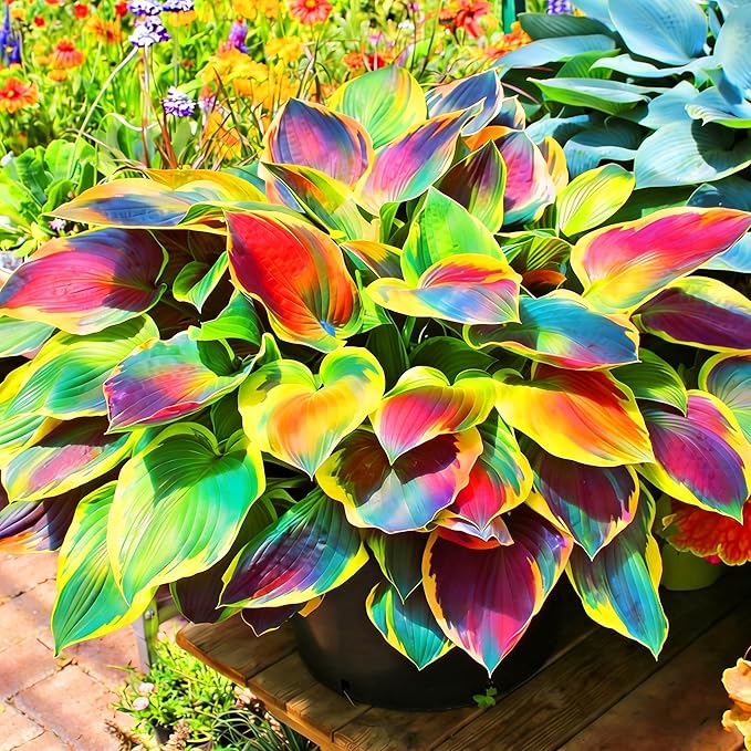Hosta Seeds for Planting, 200+pcs Rare Perennial Hosta Flower Seeds, Non-GMO Heirloom Long Blooming Plants Shaded Entry Pathway Flowers for Garden Outdoors
