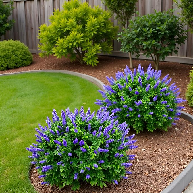 27.55 Inch Artificial Boxwood Trees, 2 Sets Faux Lavender Topiary with Spikes, Pot Filler Fake Shrubs Plants for Outdoor Planters, Round Topiary Bush Balls Front Porch Home Garden Spring Decor