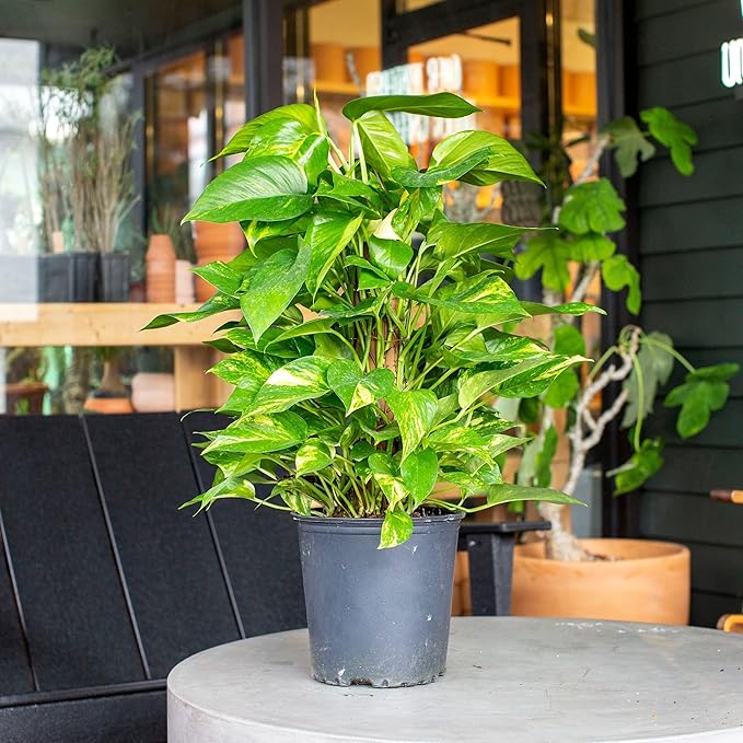 RedCrocus Pothos, Devil's Ivy- Assorted Epipremnum aureum Indoor Plant, Trailing, Easy Care, Air Purifier, Pet Safe for Humans 10" Pot