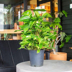 RedCrocus Pothos, Devil's Ivy- Assorted Epipremnum aureum Indoor Plant, Trailing, Easy Care, Air Purifier, Pet Safe for Humans 10" Pot