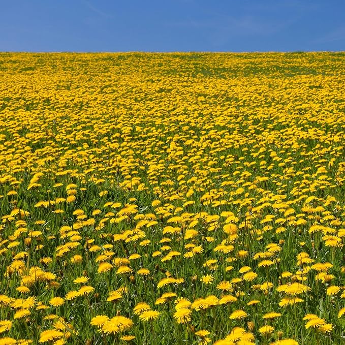 8000+ Dandelion Seeds for Planting - Dandelion (Taraxacum Officinale) Yellow Seeds Rare Flower Seeds Non-GMO Perennial Wild Flower Seeds