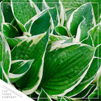 Live Perennial Hosta - Assorted Varieties (3 Plants Per Pack) Beautiful Accent Plant, 10" Tall by 4" Wide in 1 Qt Pot