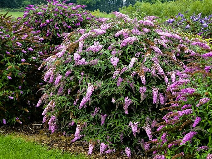 Greenwood Nursery: Live Shrub Plants - 'Pink Cascade' Butterfly Bush + Buddleja/Buddleia Davidii - [Qty: 5X Pint Pots] - (Click for Other Available Plants/Quantities)