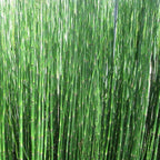 Dwarf Horsetail Rush, a Great Live Pond Plant for Your Water Garden. Filters The koi and Goldfish Pond. Good for Bogs, Plant Shelf or Shallow Water This marginal Aquatic is a Real Beauty