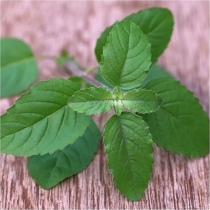 Seed Needs Culinary Basil Herb Seed Packet Collection (8 Individual Basil Seed Varieties for Planting) Non-GMO & Untreated Kitchen Herbs to Plant Indoors/Outdoors