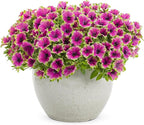 Proven Winners® Petunia Plant - Supertunia Picasso in Purple - 4 Pack - Annual Flower for Spring & Summer Blooms - 6" Tall x 6" Wide, 1.56 Pt Pot