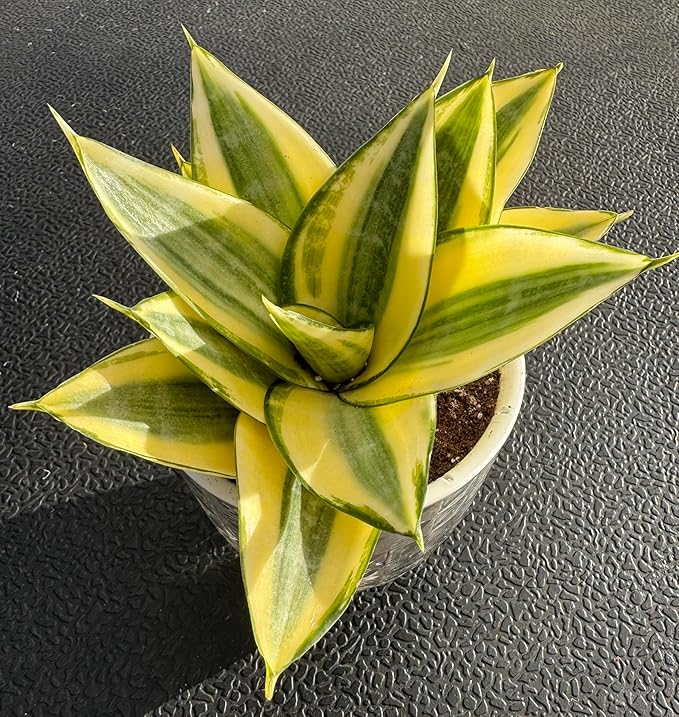 Sprout N Green Live Snake Plant with Self-Watering Pot, Sansevieria 'Golden Hahnii' for Home Office Indoor Outdoor Decoration DIY Projects Party Favor